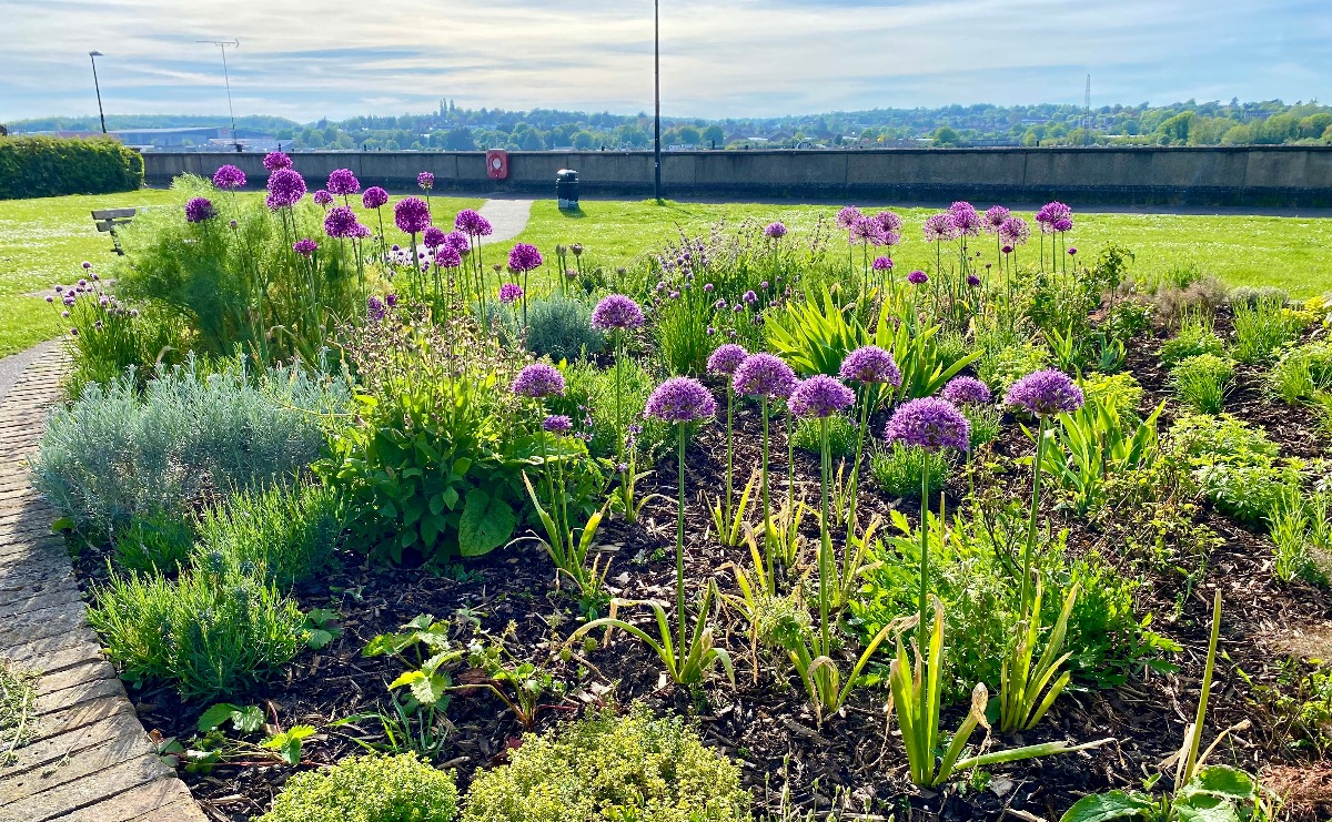 A selection of colourful flowers grown from bulbs in the Suffrage Sensory Garden