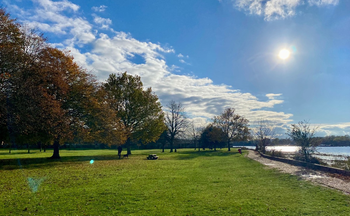 Trees in the Esplanade Gardens, with the river high and the sun shining