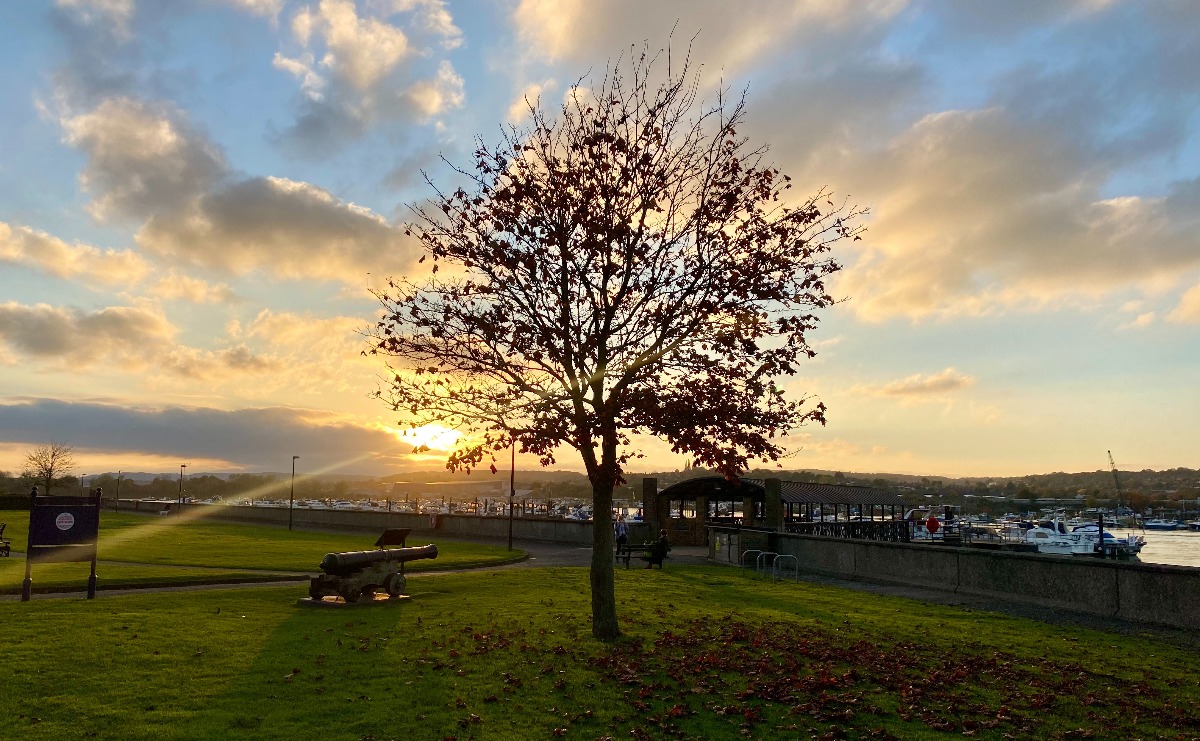 A tree near Rochester Pier at sunset