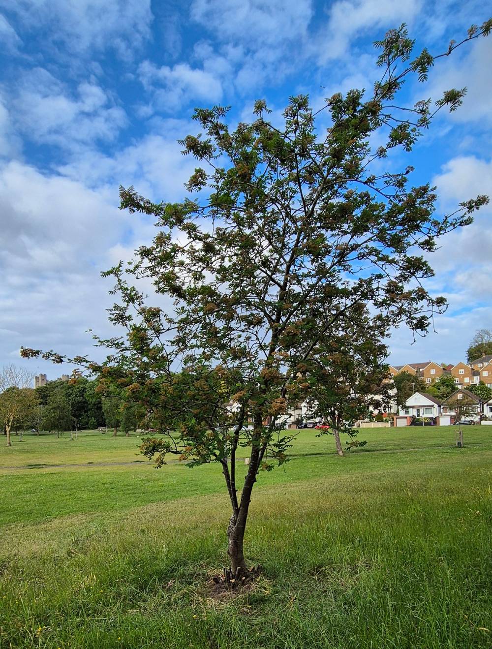 A tree following some maintenence to remove basal growth and dead canopy branches