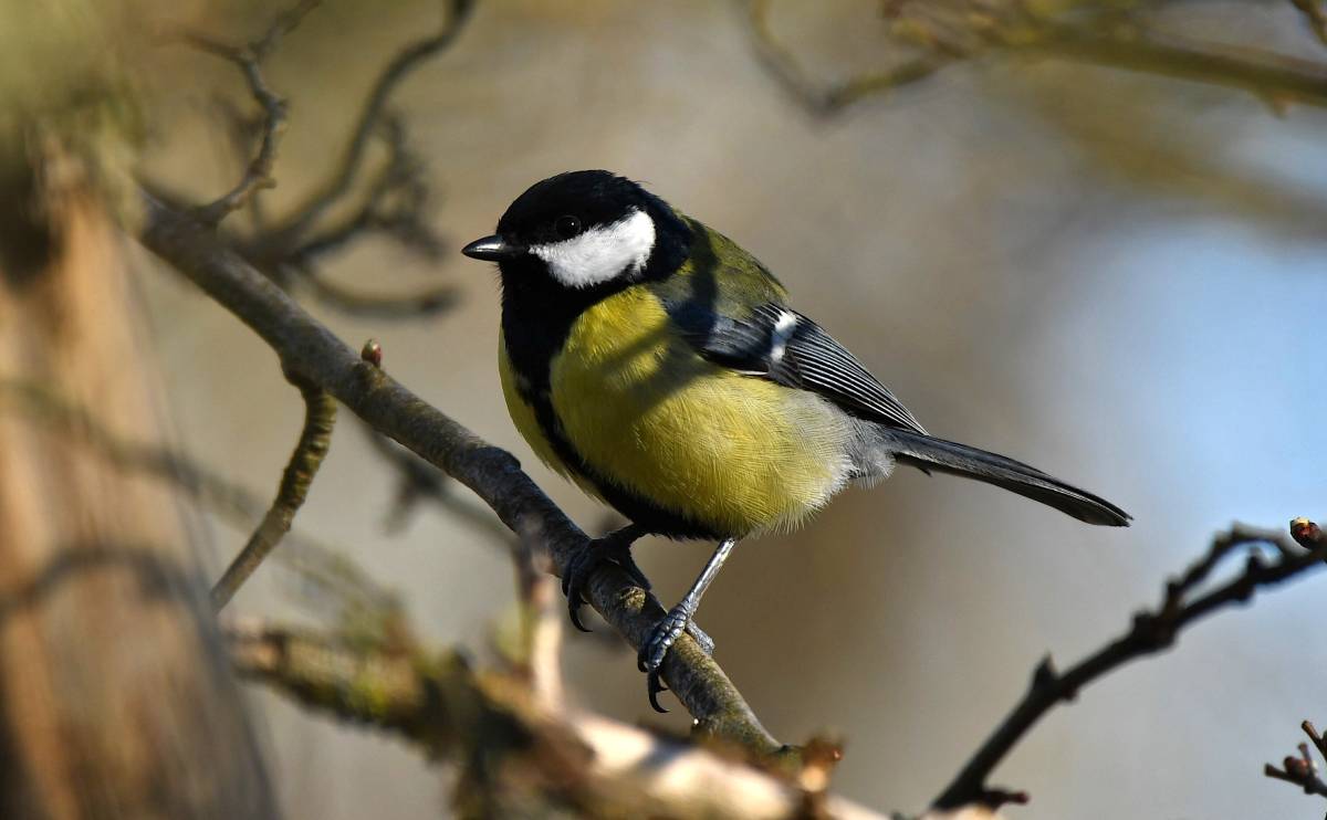 A close up of a great tit perched upon a slender branch